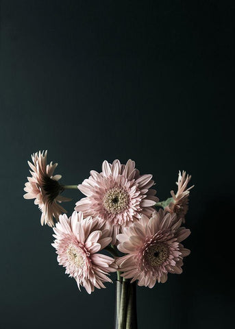 Pink Black Black Ornate Wood Framed Art Print with Double Matting by Design Fabrikken