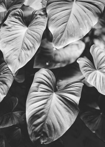 Leaves of Grey White Modern Wood Framed Art Print with Double Matting by Design Fabrikken