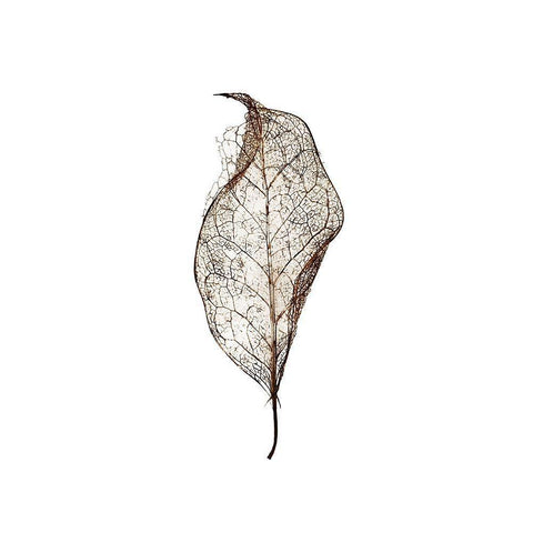 Leaf Gold Ornate Wood Framed Art Print with Double Matting by Design Fabrikken