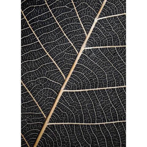Leaf Veins White Modern Wood Framed Art Print by Design Fabrikken