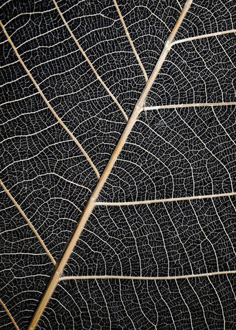 Leaf Veins Black Ornate Wood Framed Art Print with Double Matting by Design Fabrikken