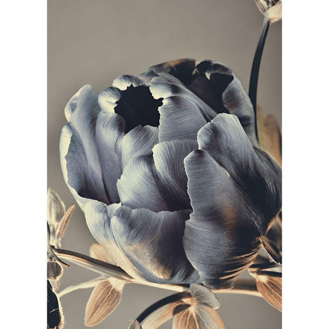 Baroque 3 Black Modern Wood Framed Art Print by Design Fabrikken