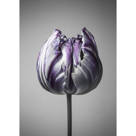 Baroque 5 Gold Ornate Wood Framed Art Print with Double Matting by Design Fabrikken