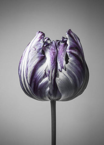 Baroque 5 Black Ornate Wood Framed Art Print with Double Matting by Design Fabrikken