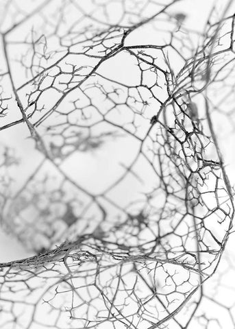 Leaf Skeleton BW White Modern Wood Framed Art Print with Double Matting by Design Fabrikken