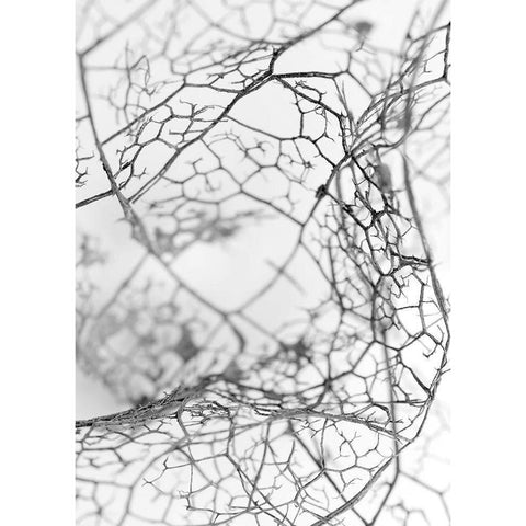 Leaf Skeleton BW Black Modern Wood Framed Art Print by Design Fabrikken