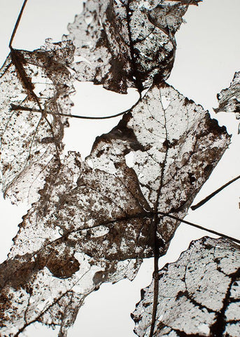 Leaves White Modern Wood Framed Art Print with Double Matting by Design Fabrikken