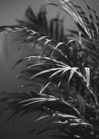 Black Plant Black Ornate Wood Framed Art Print with Double Matting by Design Fabrikken