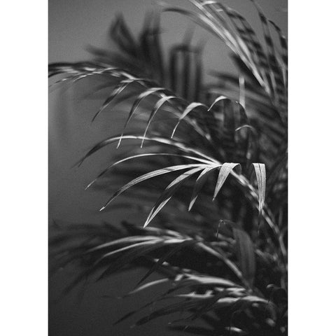 Black Plant Black Modern Wood Framed Art Print by Design Fabrikken