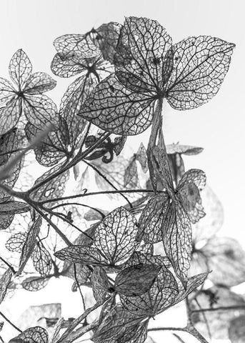 Leaf Composition White Modern Wood Framed Art Print with Double Matting by Design Fabrikken