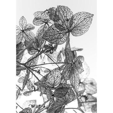 Leaf Composition Black Modern Wood Framed Art Print by Design Fabrikken