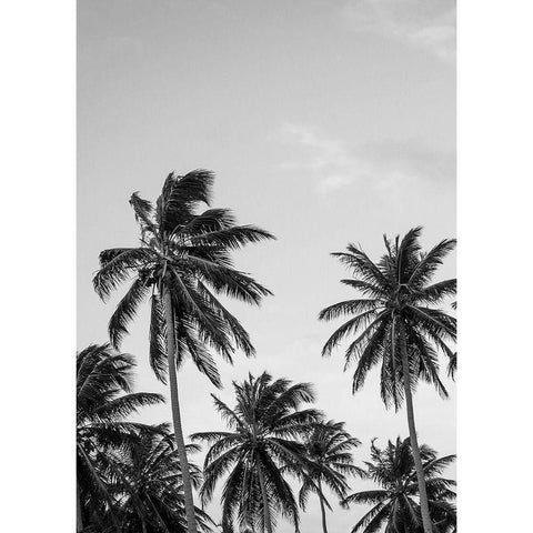 Palms in Grey Black Modern Wood Framed Art Print with Double Matting by Design Fabrikken