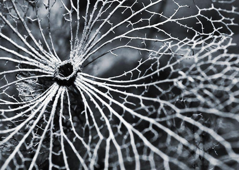 Winterspell White Modern Wood Framed Art Print with Double Matting by Design Fabrikken