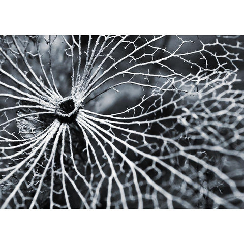 Winterspell White Modern Wood Framed Art Print by Design Fabrikken