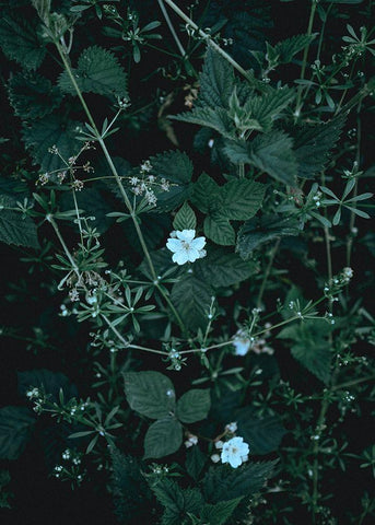 Greenery White Modern Wood Framed Art Print with Double Matting by Design Fabrikken