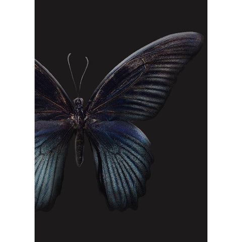 Black Butterfly on Grey White Modern Wood Framed Art Print by Design Fabrikken