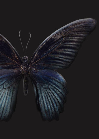 Black Butterfly on Grey White Modern Wood Framed Art Print with Double Matting by Design Fabrikken