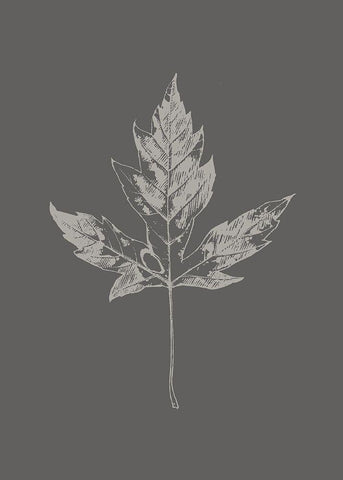 Botanica 5 Black Ornate Wood Framed Art Print with Double Matting by Design Fabrikken