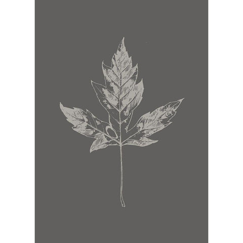 Botanica 5 Black Modern Wood Framed Art Print by Design Fabrikken