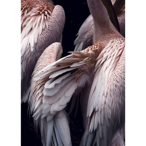 Flamboyance 1 Black Modern Wood Framed Art Print by Design Fabrikken