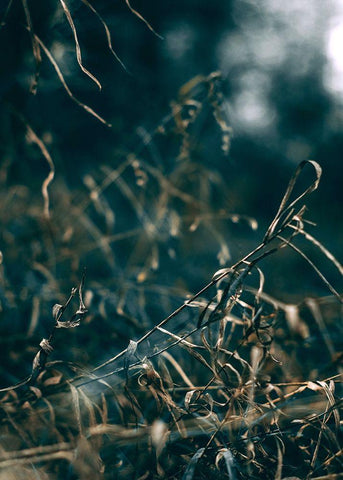 Secret 1 Black Ornate Wood Framed Art Print with Double Matting by Design Fabrikken