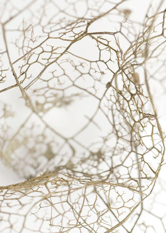 Leaf Skeleton Black Ornate Wood Framed Art Print with Double Matting by Design Fabrikken