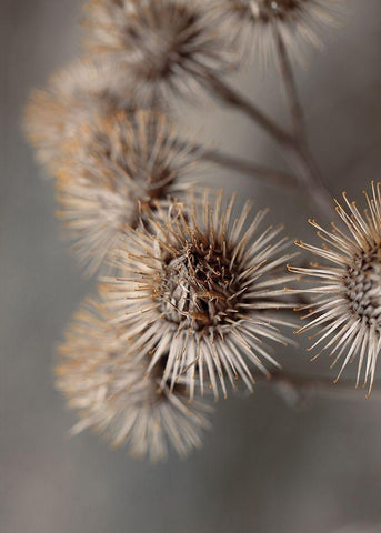 Avantgarde Black Ornate Wood Framed Art Print with Double Matting by Design Fabrikken