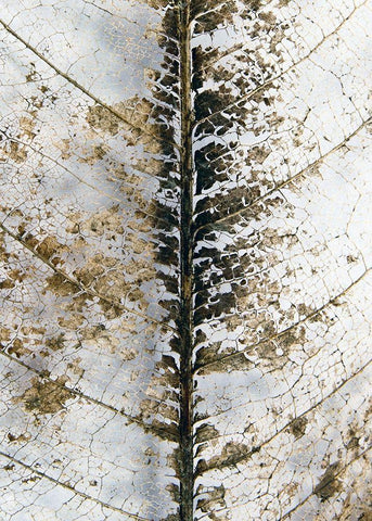 Close Up Black Ornate Wood Framed Art Print with Double Matting by Design Fabrikken