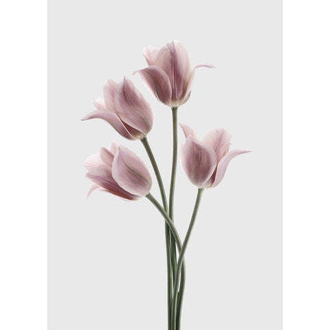 Tulips Pink Black Modern Wood Framed Art Print with Double Matting by Design Fabrikken