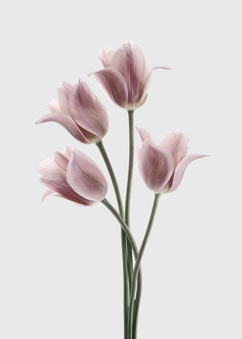 Tulips Pink White Modern Wood Framed Art Print with Double Matting by Design Fabrikken