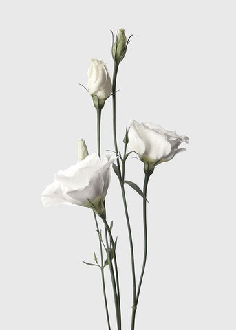 Lisianthus White White Modern Wood Framed Art Print with Double Matting by Design Fabrikken
