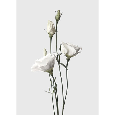 Lisianthus White Black Modern Wood Framed Art Print with Double Matting by Design Fabrikken