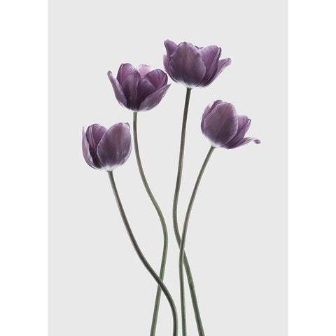 Tulips Purple White Modern Wood Framed Art Print by Design Fabrikken
