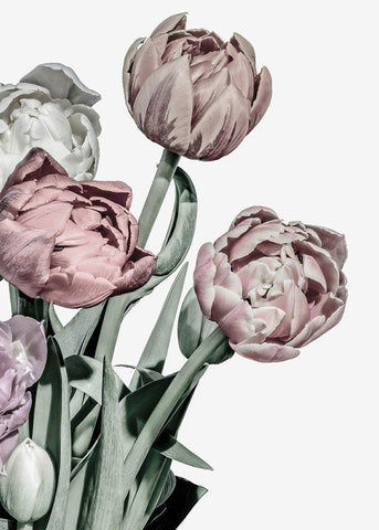 Tulips Bright Black Ornate Wood Framed Art Print with Double Matting by Design Fabrikken