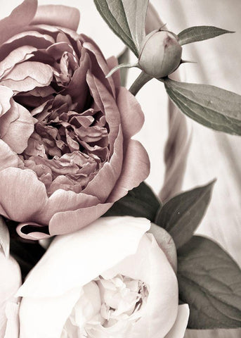 Opulent 2 Black Ornate Wood Framed Art Print with Double Matting by Design Fabrikken