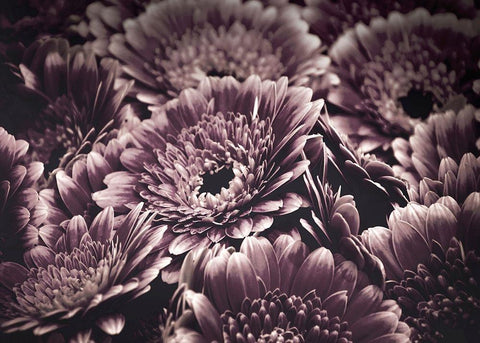 Opulent 4 Black Ornate Wood Framed Art Print with Double Matting by Design Fabrikken