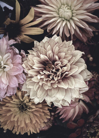 Opulent 5 Black Ornate Wood Framed Art Print with Double Matting by Design Fabrikken