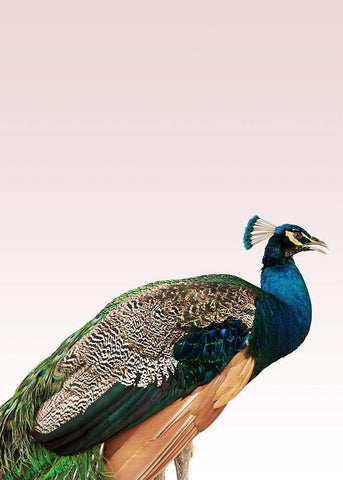 Peacock on Pink White Modern Wood Framed Art Print with Double Matting by Design Fabrikken