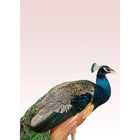 Peacock on Pink Black Modern Wood Framed Art Print by Design Fabrikken