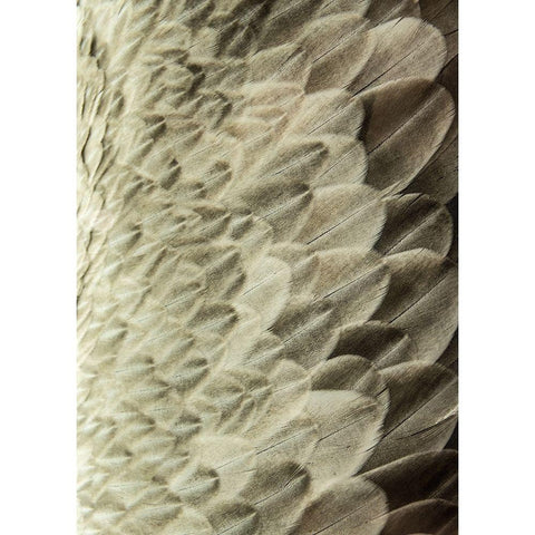 Volture II White Modern Wood Framed Art Print by Design Fabrikken