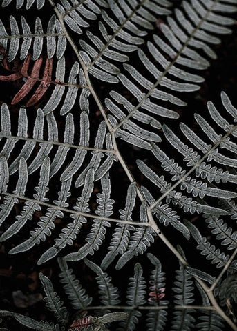 Secret 6 Black Ornate Wood Framed Art Print with Double Matting by Design Fabrikken