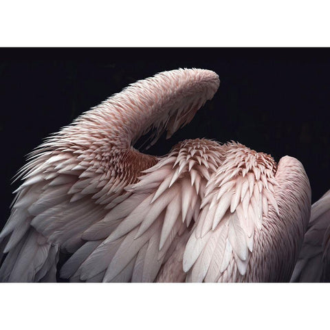 Flamboyance 2 White Modern Wood Framed Art Print by Design Fabrikken