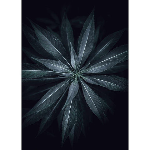 Star Flower Black Modern Wood Framed Art Print by Design Fabrikken