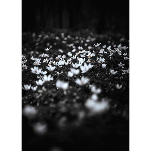 Windflowers Black Modern Wood Framed Art Print by Design Fabrikken