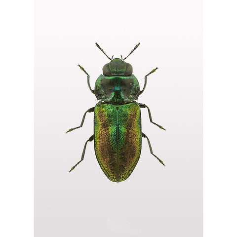 Beetle 1 Gold Ornate Wood Framed Art Print with Double Matting by Design Fabrikken