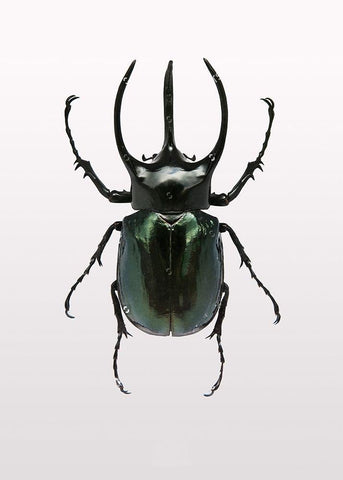 Beetle 2 Black Ornate Wood Framed Art Print with Double Matting by Design Fabrikken