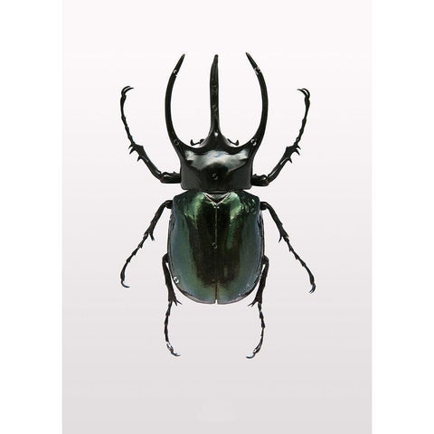 Beetle 2 Black Modern Wood Framed Art Print by Design Fabrikken