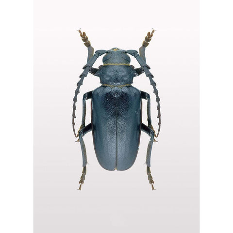 Beetle 3 White Modern Wood Framed Art Print by Design Fabrikken