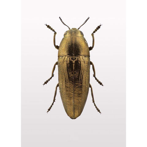 Beetle 4 White Modern Wood Framed Art Print by Design Fabrikken