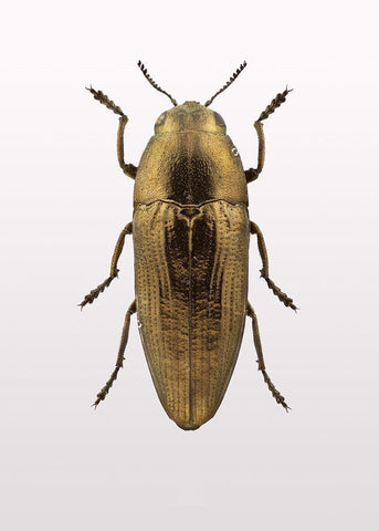 Beetle 4 White Modern Wood Framed Art Print with Double Matting by Design Fabrikken